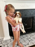 Blenhiem male , a male Cavalier King Charles Spaniel for sale in Boston, MA – 2 of 4