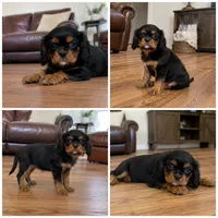 Daisy, a female Cavalier King Charles Spaniel for sale in Boston, MA – 1 of 1