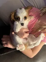 Lady, a female Cavalier King Charles Spaniel for sale in Fall River, MA – Photo 2 of 3