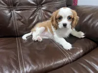 Lady, a female Cavalier King Charles Spaniel for sale in Fall River, MA – Photo 3 of 3