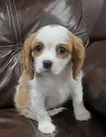 Lady, a female Cavalier King Charles Spaniel for sale in Fall River, MA – Photo 1 of 3