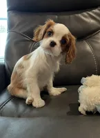 Blenhiem boy, a male Cavalier King Charles Spaniel for sale in Fall River, MA – Photo 1 of 4