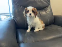 Blenhiem boy, a male Cavalier King Charles Spaniel for sale in Fall River, MA – Photo 2 of 4