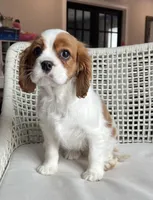 Blenhiem boy, a male Cavalier King Charles Spaniel for sale in Boston, MA – Photo 2 of 2