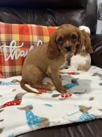 Ruby girl, a female Cavalier King Charles Spaniel for sale in Boston, MA – 6 of 6