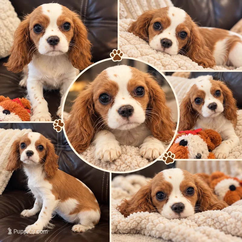 Little Lady – Cavalier King Charles Spaniel puppy for sale in Fall River, MA