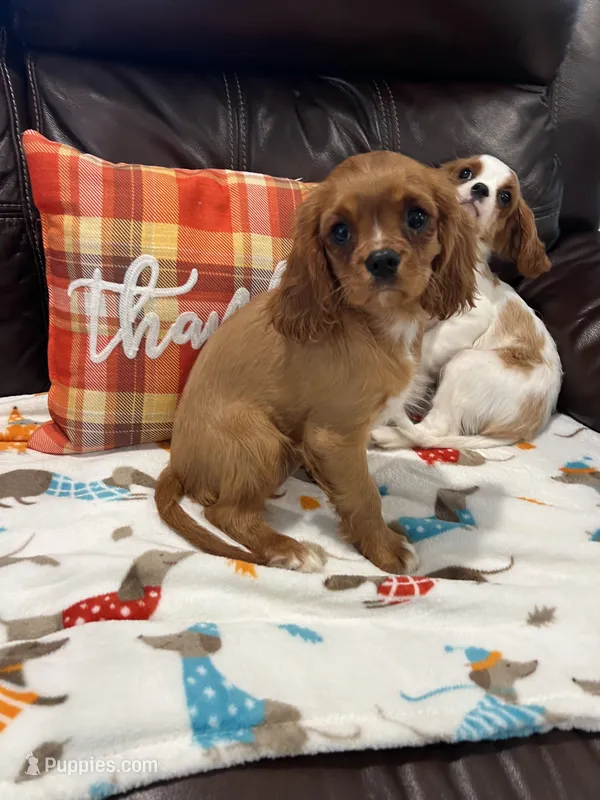 Ruby girl – Cavalier King Charles Spaniel puppy for sale in Boston, MA
