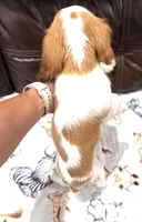 Little Lady, a female Cavalier King Charles Spaniel for sale in Fall River, MA – 2 of 3
