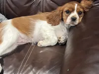 Little Lady , a female Cavalier King Charles Spaniel for sale in Boston, MA – 2 of 5