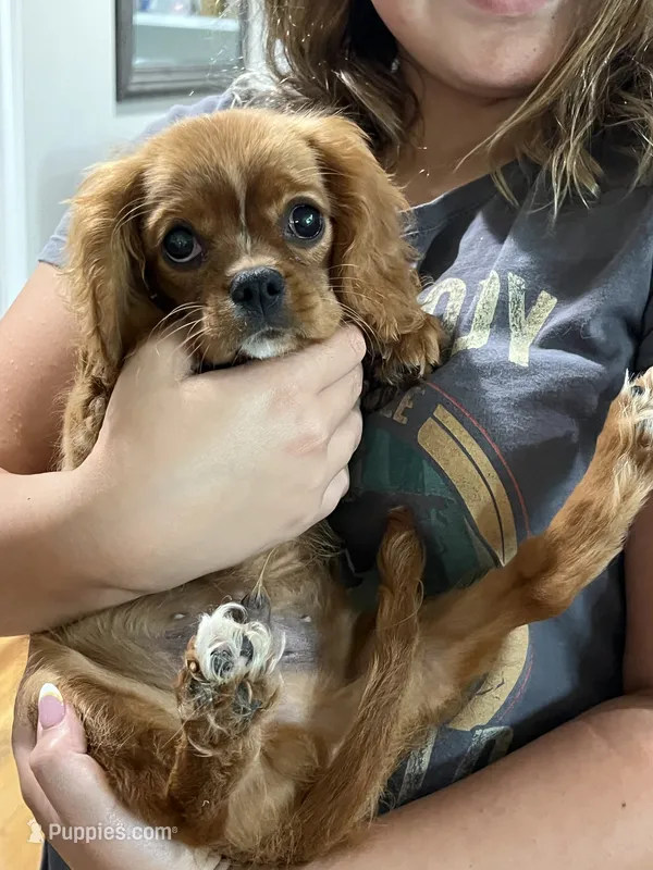 Ruby boy 1  – Cavalier King Charles Spaniel puppy for sale in Boston, MA
