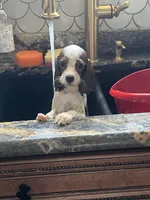 Blenhiem male , a male Cavalier King Charles Spaniel for sale in Boston, MA – 4 of 4