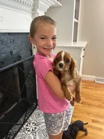 Ruby boy 2 , a male Cavalier King Charles Spaniel for sale in Boston, MA – 6 of 7