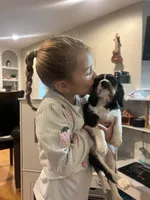 Tricolor boy , a male Cavalier King Charles Spaniel for sale in Boston, MA – 6 of 6