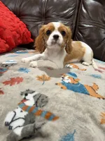 Little Lady, a female Cavalier King Charles Spaniel for sale in Fall River, MA – 3 of 3
