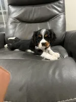 Tricolor boy , a male Cavalier King Charles Spaniel for sale in Boston, MA – 3 of 6