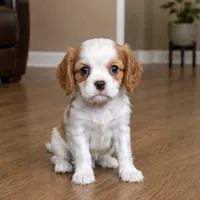 Baby Lady , a female Cavalier King Charles Spaniel for sale in Boston, MA – 1 of 1