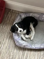 Tricolored male, a male Cavalier King Charles Spaniel for sale in Boston, MA – 3 of 7