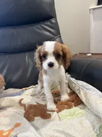 Little Lady 1, a female Cavalier King Charles Spaniel for sale in Boston, MA – Photo 3 of 3