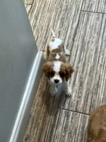 Little Lady 1, a female Cavalier King Charles Spaniel for sale in Boston, MA – Photo 1 of 3