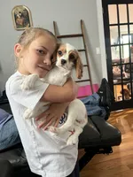 Miss Lady, a female Cavalier King Charles Spaniel for sale in Boston, MA – 5 of 7