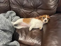 Little Lady , a female Cavalier King Charles Spaniel for sale in Boston, MA – 5 of 5