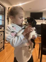Tri girl , a female Cavalier King Charles Spaniel for sale in Boston, MA – 2 of 5