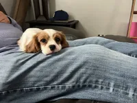 Miss Lady, a female Cavalier King Charles Spaniel for sale in Boston, MA – 7 of 7