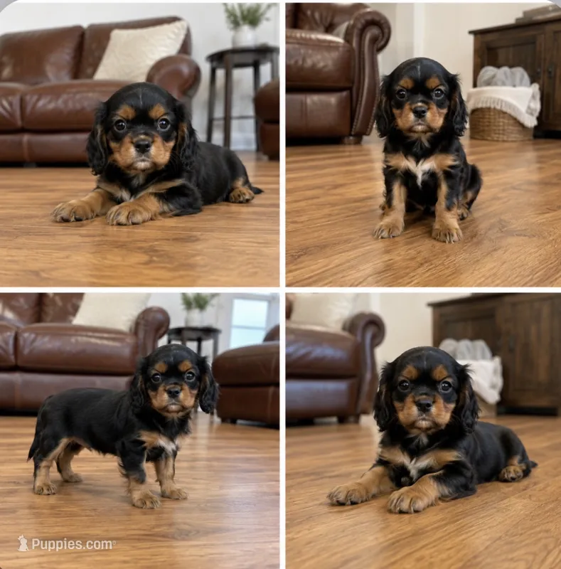 Bentley  – Cavalier King Charles Spaniel puppy for sale in Boston, MA