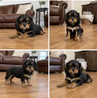 Bentley , a male Cavalier King Charles Spaniel for sale in Boston, MA – 1 of 1