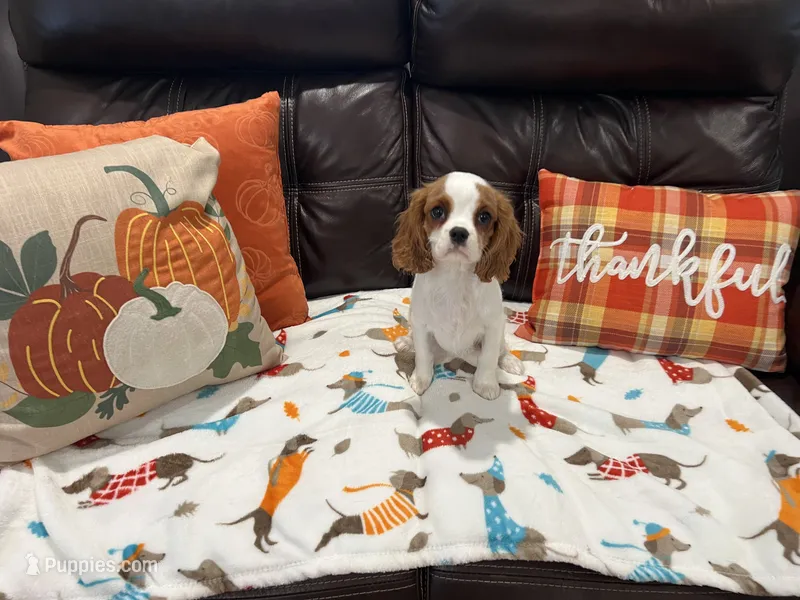 Baby Lady  – Cavalier King Charles Spaniel puppy for sale in Boston, MA