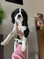 Tricolored male, a male Cavalier King Charles Spaniel for sale in Boston, MA – 2 of 7