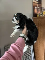 Tricolored male, a male Cavalier King Charles Spaniel for sale in Boston, MA – 5 of 7