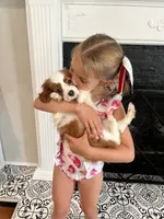 Blenhiem male , a male Cavalier King Charles Spaniel for sale in Boston, MA – 3 of 4