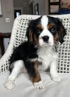Tricolored boy 1, a male Cavalier King Charles Spaniel for sale in Boston, MA – Photo 1 of 3