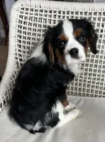 Tricolored boy 1, a male Cavalier King Charles Spaniel for sale in Boston, MA – Photo 2 of 3