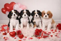 Tricolored boy 1, a male Cavalier King Charles Spaniel for sale in Fall River, MA – Photo 2 of 2