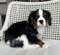 Tricolored boy 1, a male Cavalier King Charles Spaniel for sale in Boston, MA – Photo 3 of 3