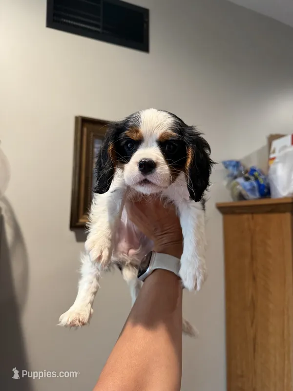 Bella – Cavalier King Charles Spaniel puppy for sale in Fall River, MA