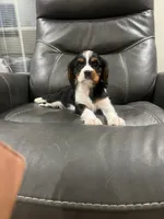 Tricolor boy , a male Cavalier King Charles Spaniel for sale in Boston, MA – 5 of 6