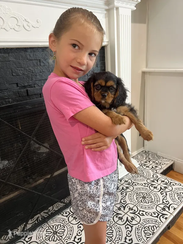 Black and tan boy  – Cavalier King Charles Spaniel puppy for sale in Boston, MA