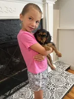 Black and tan boy , a male Cavalier King Charles Spaniel for sale in Boston, MA – 1 of 6