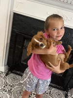 Ruby boy 2 , a male Cavalier King Charles Spaniel for sale in Boston, MA – 1 of 7