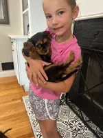 Black and tan boy , a male Cavalier King Charles Spaniel for sale in Boston, MA – 5 of 6