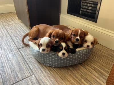 Ruby boy 2 , a male Cavalier King Charles Spaniel for sale in Boston, MA – 7 of 7
