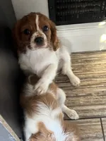 Little Lady , a female Cavalier King Charles Spaniel for sale in Boston, MA – 3 of 5