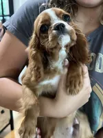 Ruby boy 2 , a male Cavalier King Charles Spaniel for sale in Boston, MA – 5 of 7