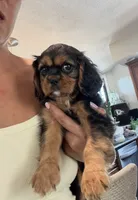 Black and tan boy , a male Cavalier King Charles Spaniel for sale in Boston, MA – 3 of 6