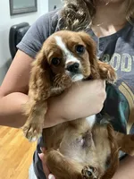 Ruby boy 2 , a male Cavalier King Charles Spaniel for sale in Boston, MA – 2 of 7