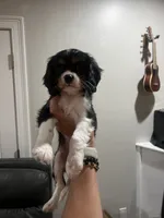 Tri girl , a female Cavalier King Charles Spaniel for sale in Boston, MA – 4 of 5