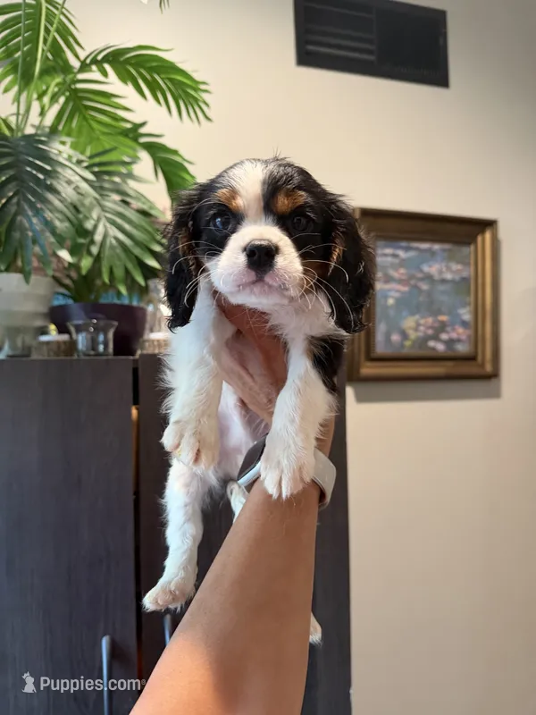 Ollie – Cavalier King Charles Spaniel puppy for sale in Fall River, MA